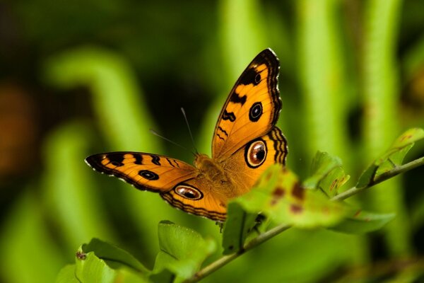 Piękny motyl na gałęzi, profesjonalne ujęcie