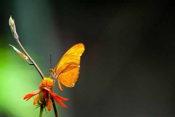 A butterfly sits on an orange flower