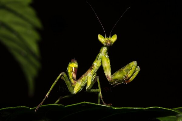 Wirbellose Insekten Heuschrecke grün oder Gottesanbeterin