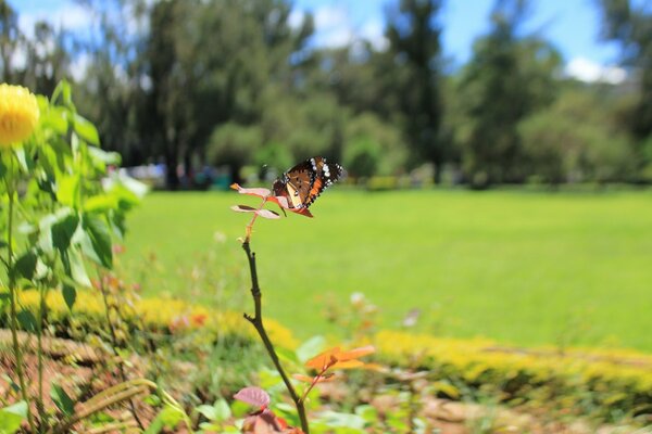 Butterfly in summer outdoors