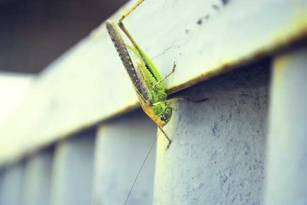 Insect grasshopper nature invertebrate