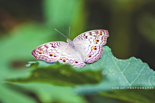 Pink butterfly on a green leaf