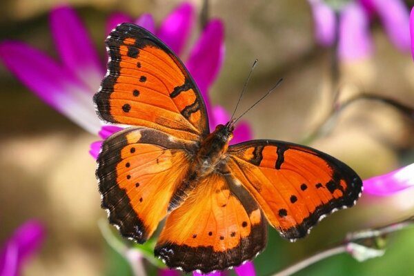 Una farfalla arancione brillante si sedette su un fiore rosa