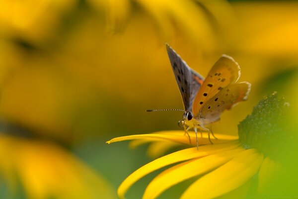 Farfalla sul fiore giallo Macro