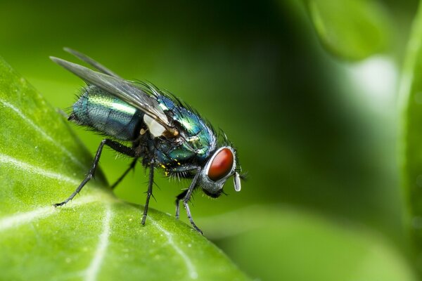 La mosca se sienta en una hoja verde