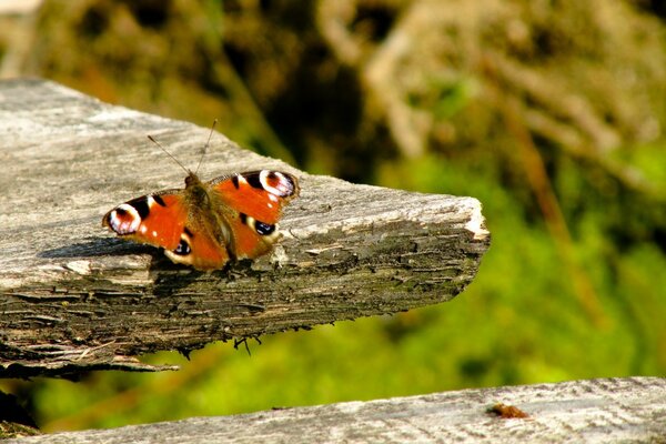 Der Schmetterling wärmt sich unter den Strahlen des Salzes