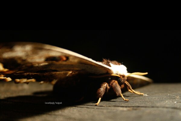 Insect with wings on a dark background