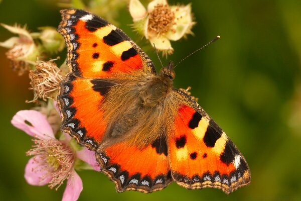 Ein Schmetterling mit ausgestreckten Flügeln sitzt auf einer Blume