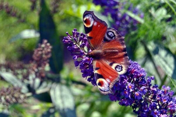 Eccellente farfalla gira nella foresta