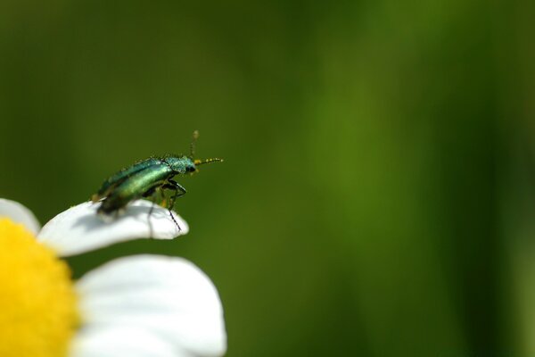 Diversidade de insetos. Folhas e natureza