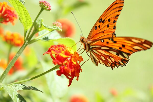 Farfalla naturale su un bel fiore