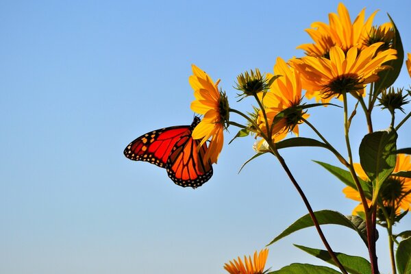 Beautiful butterfly on a yellow flower