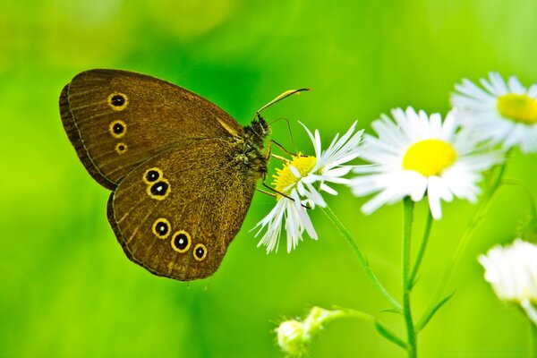 Daisies and butterflies in summer in nature