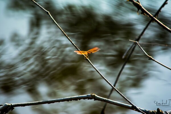 A bright dragonfly on a gray branch