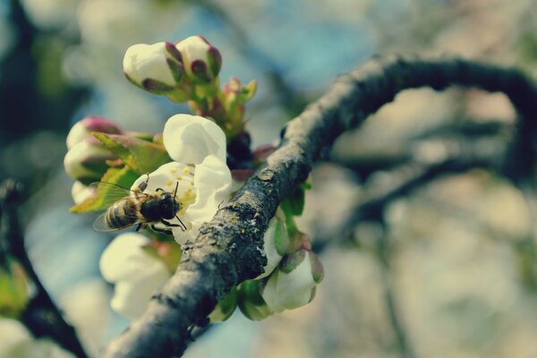 Una abeja se sienta en un árbol en flor