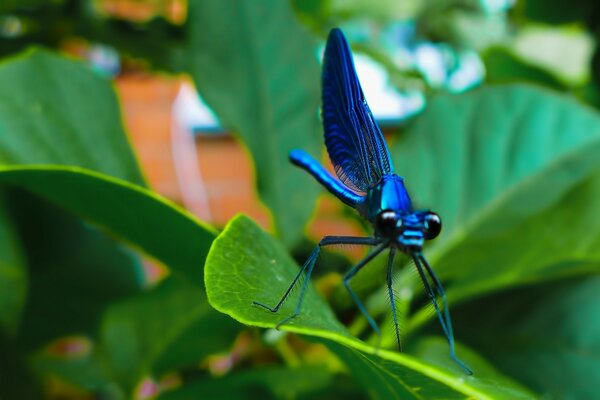 Libellule bleue se trouve sur une feuille