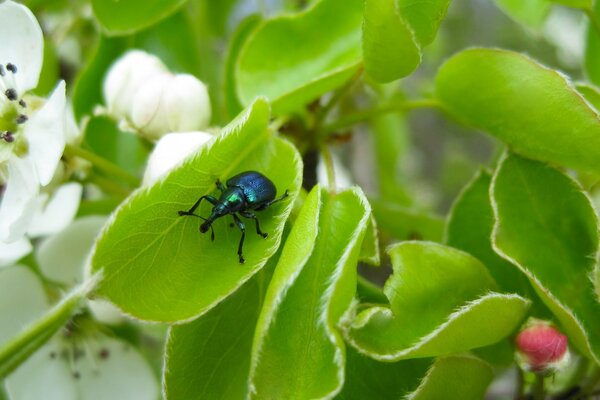 Chameleon beetle on a leaf wallpaper