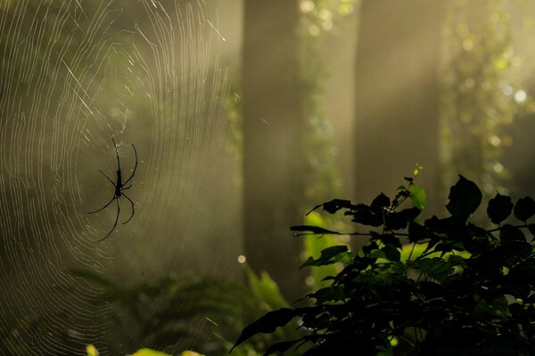 A spider on a web in the forest in the garden