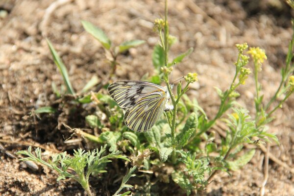 die belebte Natur. Insekten auf Blumen