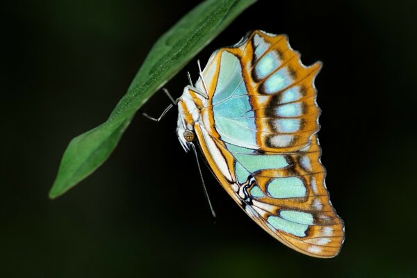 Natürliches wirbelloses Insekt Schmetterling