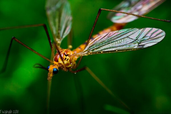 Colorful beautiful dragonfly takes off