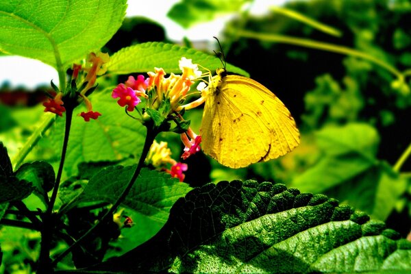 Papillon assis sur une fleur dans le jardin