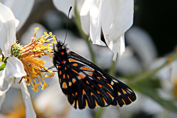 Schöner Schmetterling auf einer weißen Blume