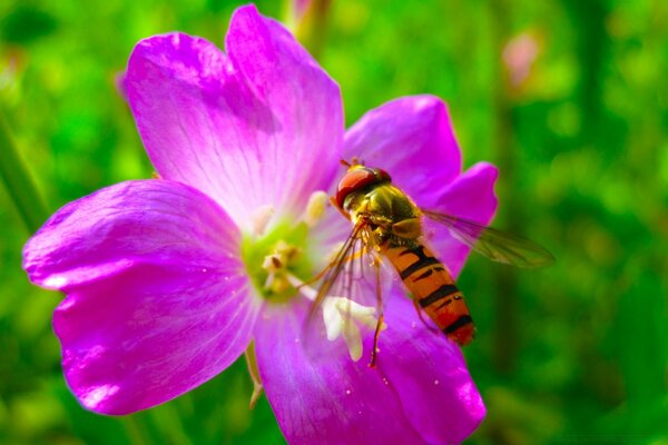 Flower and insect on the desktop