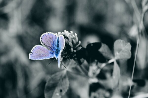 Insekt Schmetterling auf einem Blatt Natur Sommer