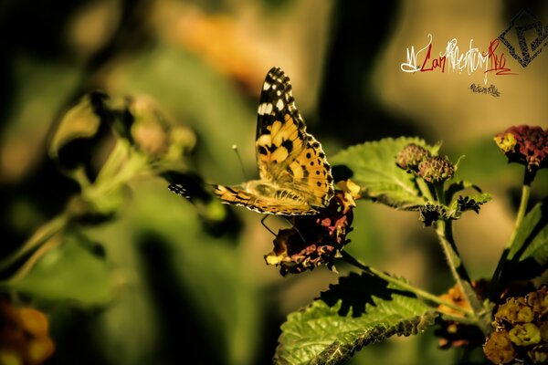 La vida de las mariposas es tan corta como un arco iris que se desvanece después de una lluvia cálida