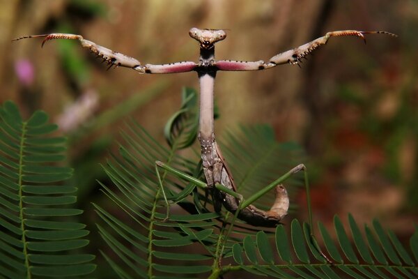 The insect mantis sits on a fern