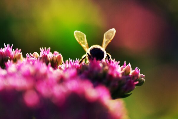 A bee is sitting on a lilac flower