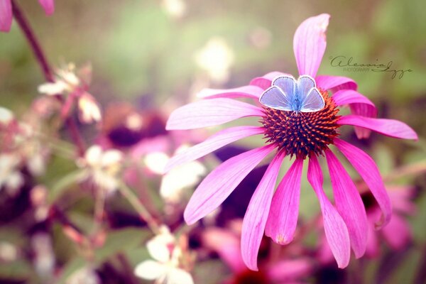 Schöner Schmetterling sitzt auf einer Blume