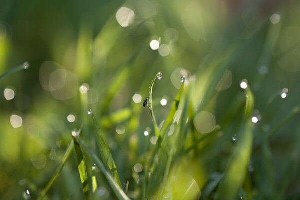 Há uma escuta na relva, em gotas de chuva.