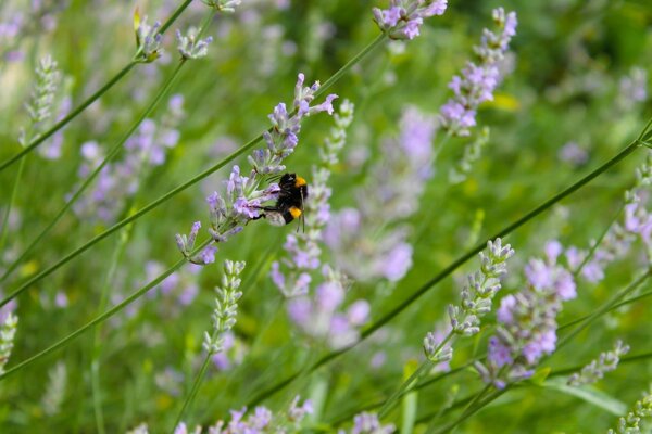 There is a bee on the beautiful violet flowers