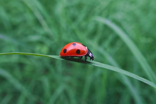 El insecto se sienta en la hierba en verano