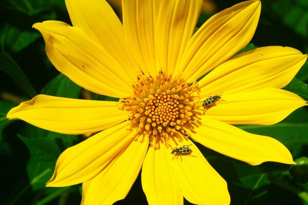 Two beetles are sitting on a yellow flower