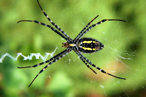 Spinne wartet auf Opfer am Spinnennetz