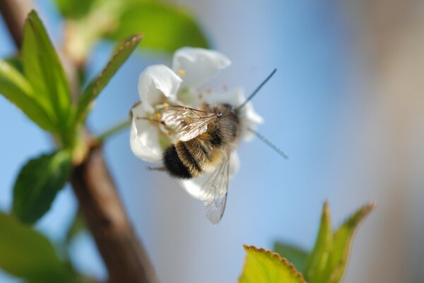 Eine Biene streut eine Blume mit Pollen