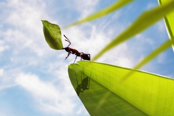 An ant on a leaf against a blue sky background