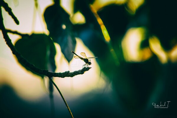 A dragonfly is sitting on a branch