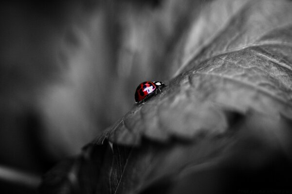 Ladybug on a black and white background