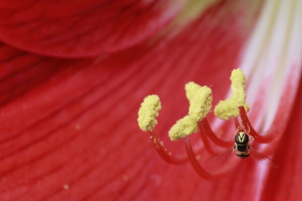 Ape raccoglie miele in giardino con un fiore