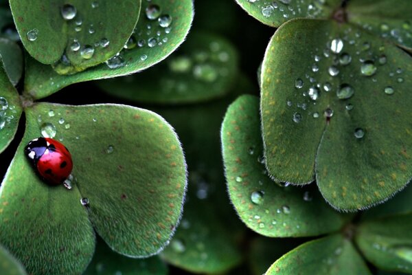 Coccinella seduta su una foglia di trifoglio