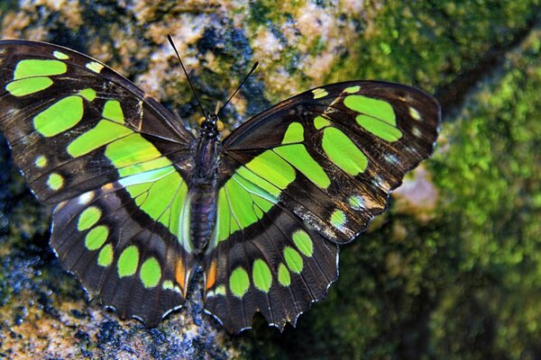 Grüner Schmetterling sitzt auf einem Baum