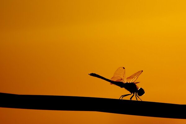 Village d insectes sur une branche au coucher du soleil