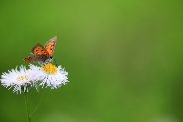 La mariposa se sienta en una flor de fondo verde