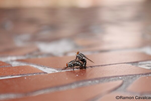 Deux mouches sont assis sur le sol