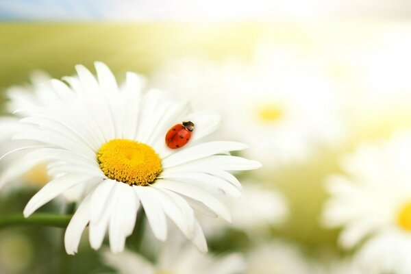 Image de la nature, l été et les marguerites avec des insectes