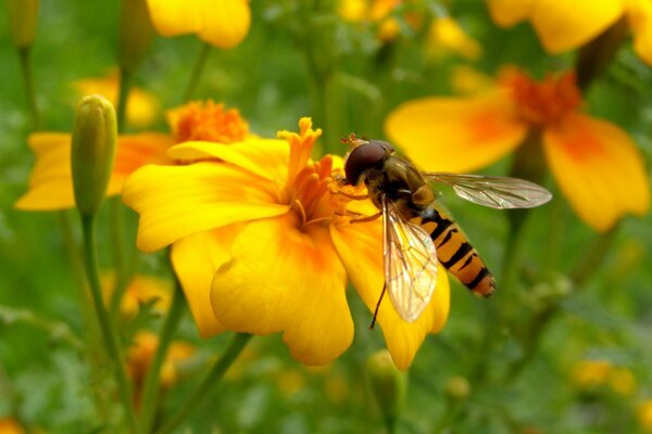 Das Insekt sitzt auf einer gelben Blume